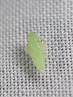 Neocoelidia tumidifrons thumbnail 2