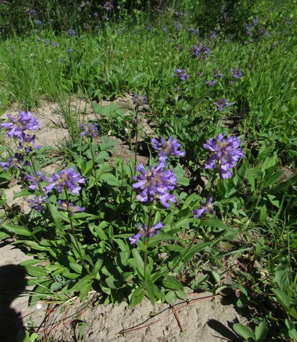 Rydberg's Beardtongue