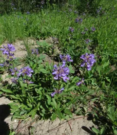 Rydberg's Beardtongue thumbnail 1