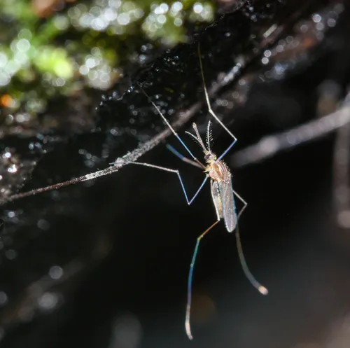 Barber's Treehole Anopheles