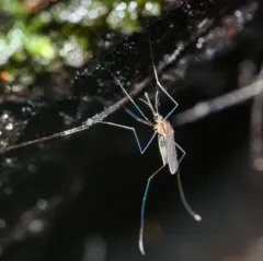 Barber's Treehole Anopheles thumbnail 1