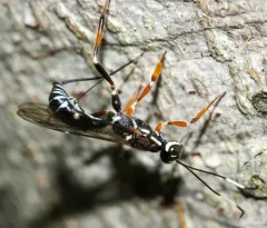 Xorides albopictus thumbnail 1