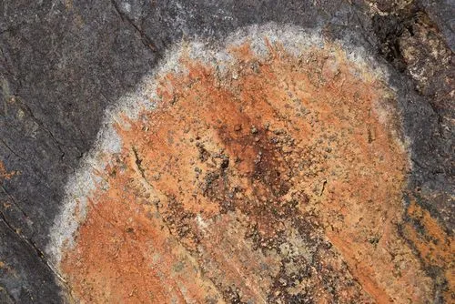 Porpidia ochrolemma
