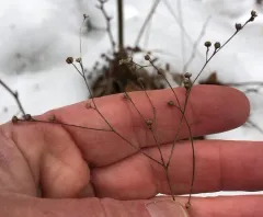 Ridged Yellow Flax thumbnail 3