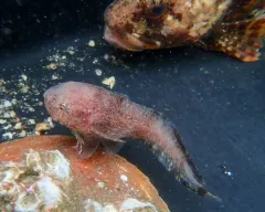 Nebulous Snailfish thumbnail 2