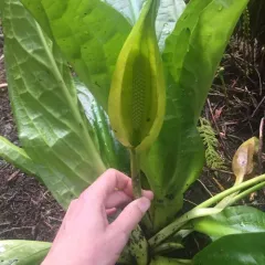 western skunk cabbage thumbnail 4