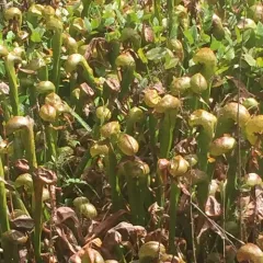 California pitcher plant thumbnail 3