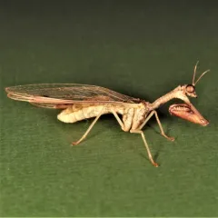 Four-spotted Mantidfly thumbnail 1