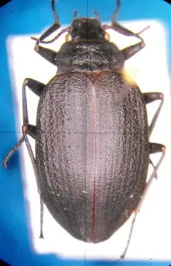 Amphizoa insolens thumbnail 2