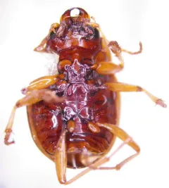 Oval Round Sand Beetle thumbnail 3
