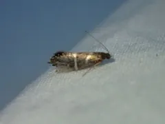 Glyphipterix bifasciata thumbnail 2