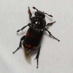 Pustulated Carrion Beetle thumbnail 3