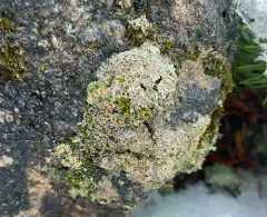 Mossbane Rim Lichen thumbnail 3