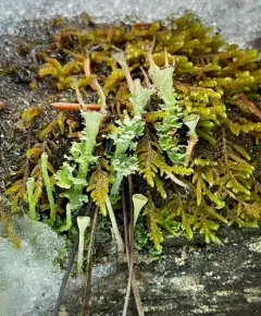 Felt Horn Lichen thumbnail 2