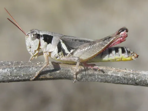 Contrasting Spur-throat Grasshopper