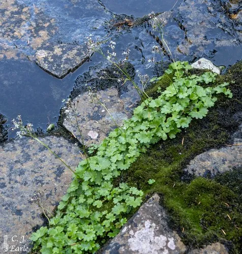 Heartleaf Saxifrage