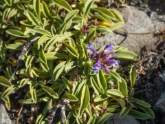 Wallowa Beardtongue thumbnail 2
