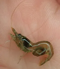 Hemiarthrus abdominalis thumbnail 3