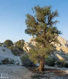 singleleaf pinyon thumbnail 2