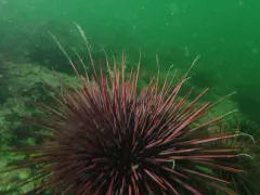 Dulichia rhabdoplastis thumbnail 1