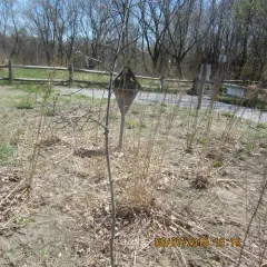 black oak thumbnail 4