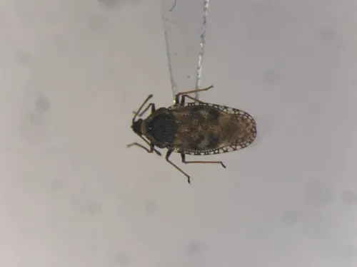 Bugloss Lace Bug
