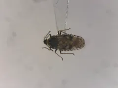 Bugloss Lace Bug thumbnail 1