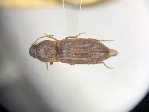 Wheat Wireworm