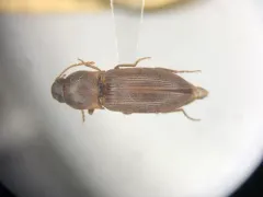 Wheat Wireworm thumbnail 1