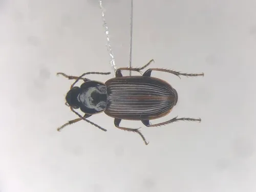 Sooty Harp Ground Beetle