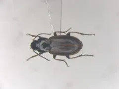 Sooty Harp Ground Beetle thumbnail 1