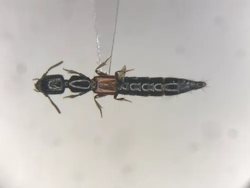 Cold Rove Beetle