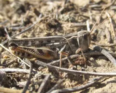 Bruner's Grasshopper thumbnail 3