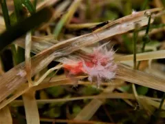 pink patch thumbnail 3
