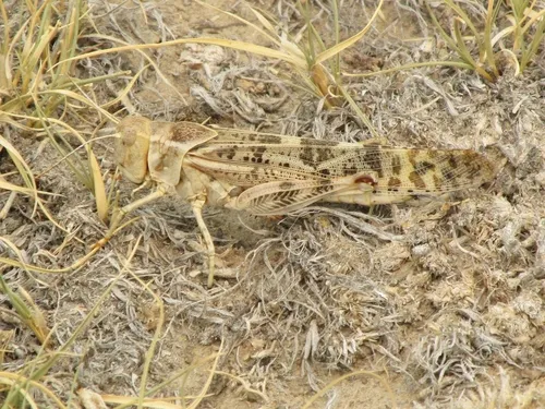 High Plains Locust