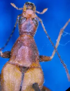 Cephaloon bicolor thumbnail 2