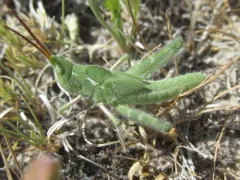Green Fool Grasshopper thumbnail 3