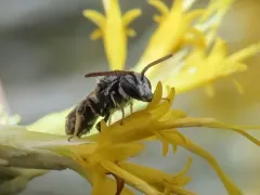 hoary sweat bee thumbnail 4
