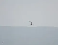 Sandwich Tern thumbnail 2