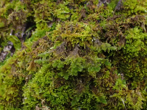 California alsia moss