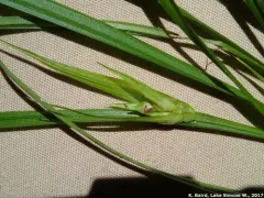 Back's sedge thumbnail 2