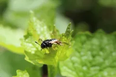 Green Honeysuckle Sawfly thumbnail 3
