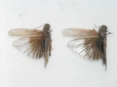 Carlinian Snapper thumbnail 2