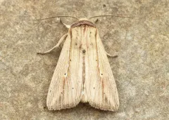 Adjutant Wainscot thumbnail 2