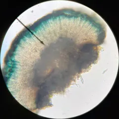 Umber Dot Lichen thumbnail 3