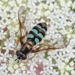 Black-legged Gossamer thumbnail 4