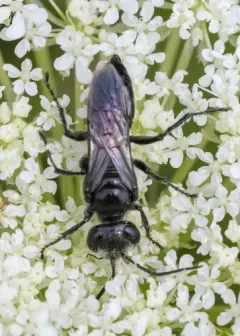 Astata unicolor thumbnail 2