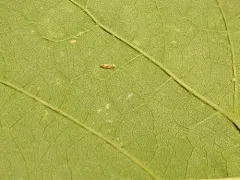 Virginia Creeper Leafhopper thumbnail 2