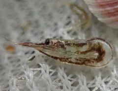 Kelp Humpback Shrimp thumbnail 2