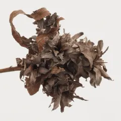 Willow Rosette Gall Midge thumbnail 1